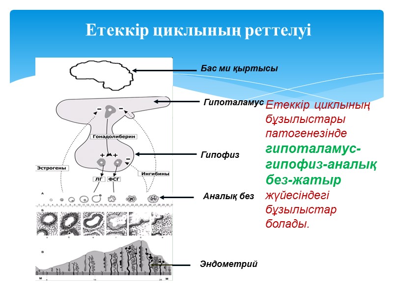 Етеккір циклының реттелуі Бас ми қыртысы Гипоталамус Гипофиз Аналық без Эндометрий Етеккір циклының бұзылыстары